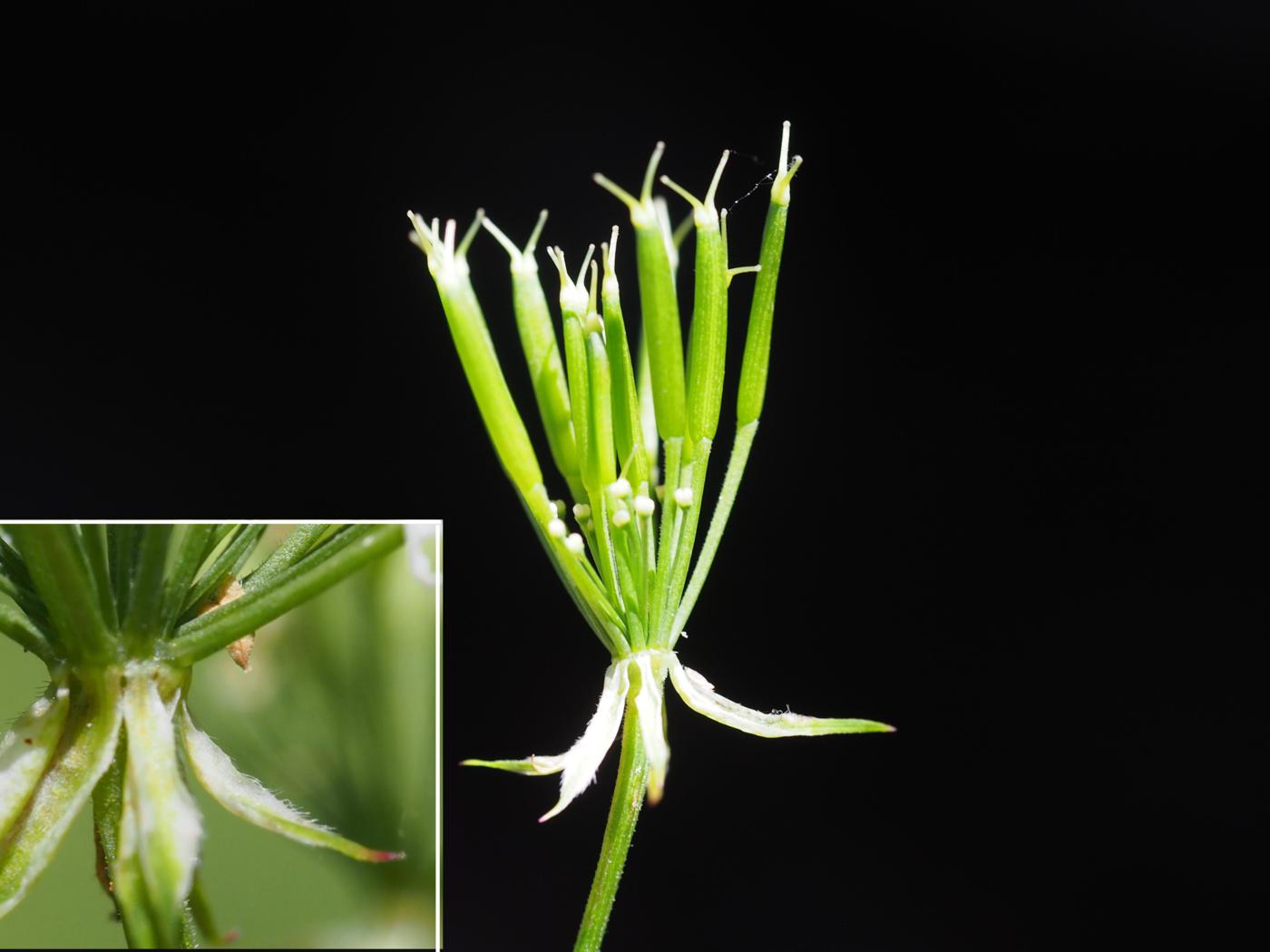 Chervil, [Upright] fruit